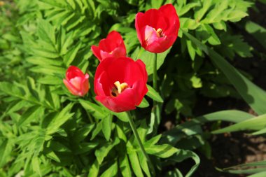 Güzel renk laleler flowerbed arka plan üzerinde