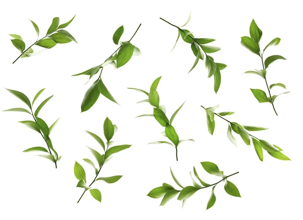 Green leaves collage — Stock Photo, Image