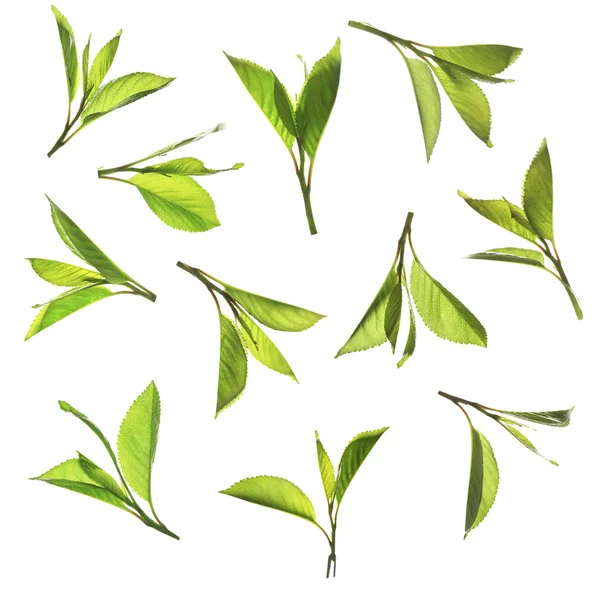 Colagem de folhas verdes — Fotografia de Stock