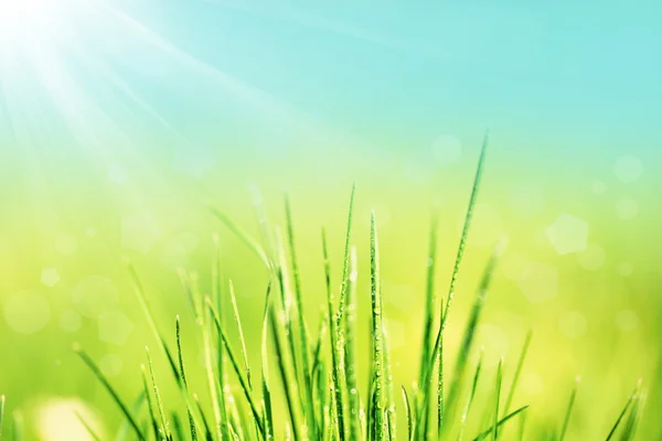 Green grass with dew, close up — Stock Photo, Image