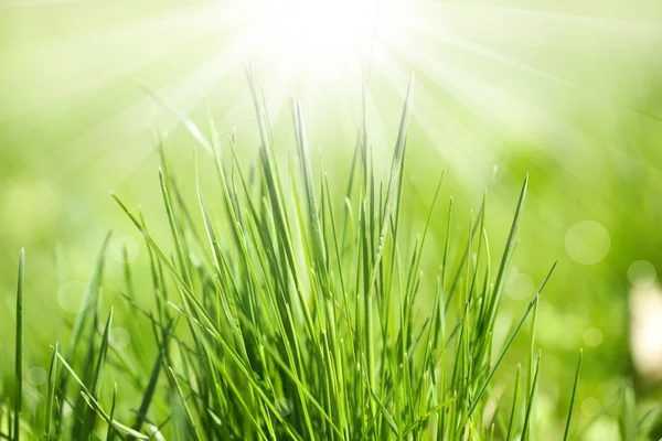 Grama verde com raios de sol, close-up — Fotografia de Stock