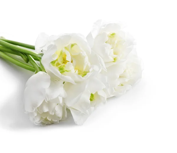 Tulipanes blancos frescos — Foto de Stock