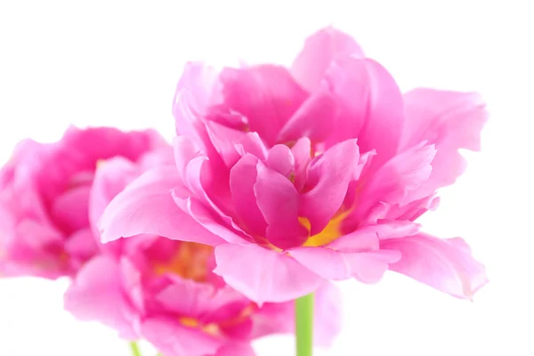 Rosa tulpan blommor — Stockfoto