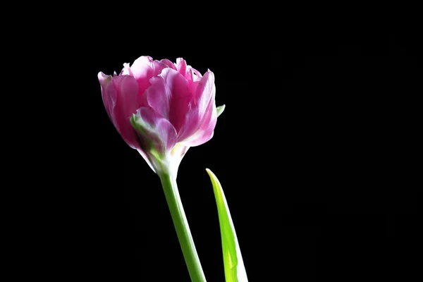 Fresh tulip on black background — Stock Photo, Image