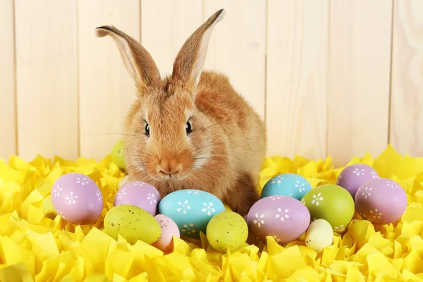 Schattige rode konijn met Pasen eieren op gele stof op houten muur achtergrond — Stockfoto