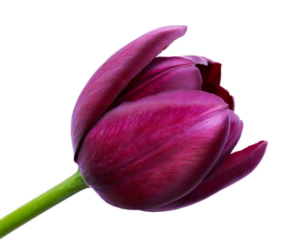 Bel tulipano viola su sfondo chiaro — Foto Stock