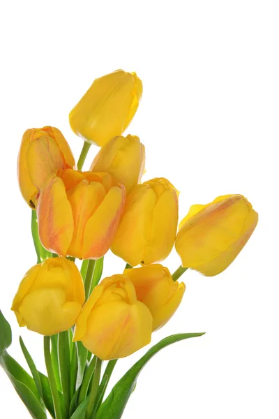 Schöner Strauß gelber Tulpen isoliert auf weißem Grund — Stockfoto