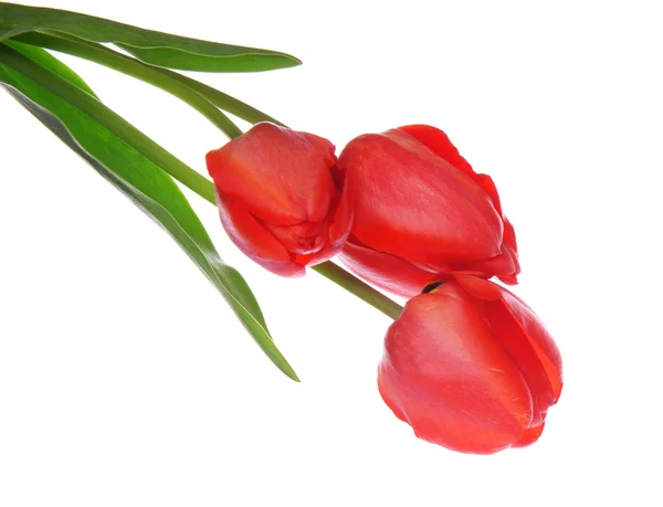 Beau bouquet de tulipes rouges isolées sur blanc — Photo