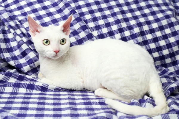 Красивая белая кошка на клетке — стоковое фото