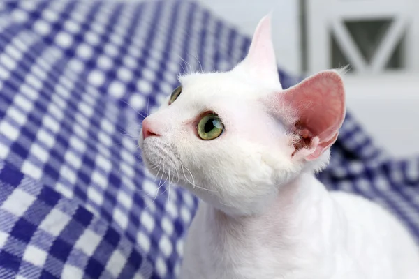 Красива біла кішка на плоскостопості — стокове фото