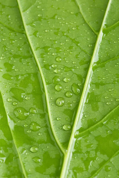 Όμορφο πράσινο φύλλο με νερό πέφτει κοντά επάνω — Φωτογραφία Αρχείου