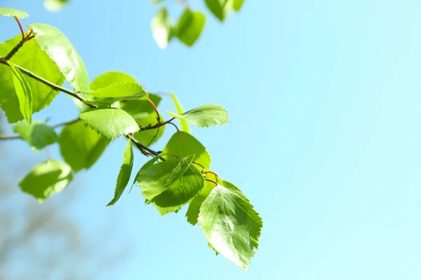 Beautiful green twigs on blue sky background — Stock Photo, Image