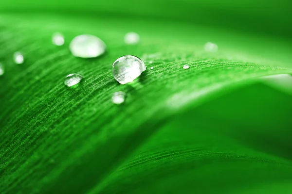 Close up of green leaf with drops — Stock Photo, Image