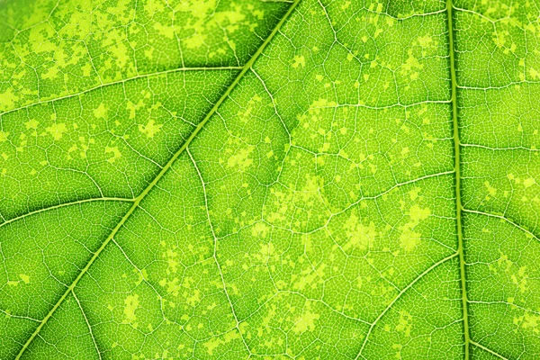 Primo piano di foglia verde fresca con vene — Foto Stock