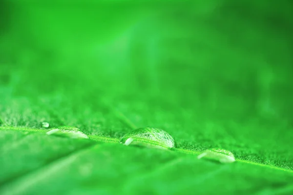 Primo piano di foglia verde con gocce — Foto Stock