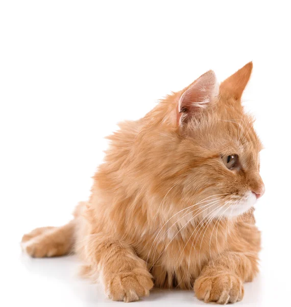 Portrait of red cat isolated on white — Stock Photo, Image