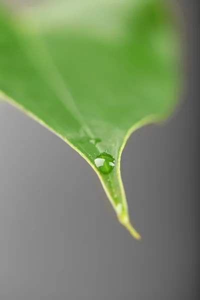 Green leaf with droplets on gray background — Stock Photo, Image