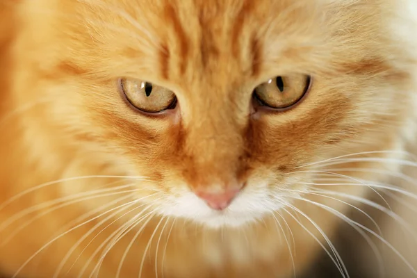 Närbild porträtt av röd katt — Stockfoto