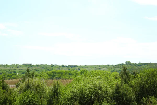 Beautiful view of forest grove over blue sky background — Stock Photo, Image