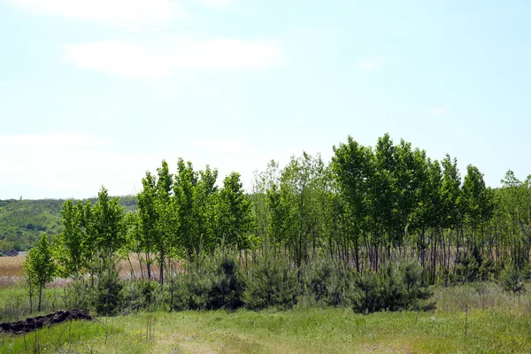 Vacker utsikt över skogen grove över blå himmel bakgrund — Stockfoto