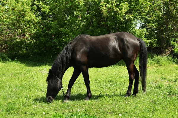 Beautiful dark horse grazing over green grass background — Stock Photo, Image