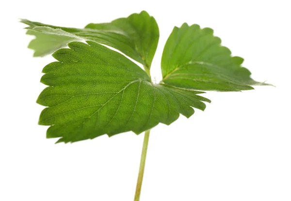 Jordgubb blad, isolerad på vit — Stockfoto