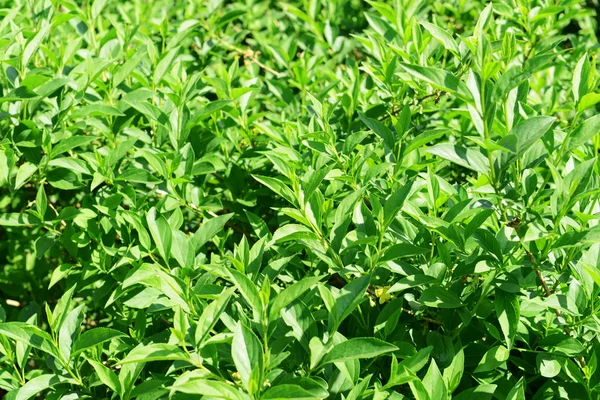 Grüner Busch als Hintergrund — Stockfoto