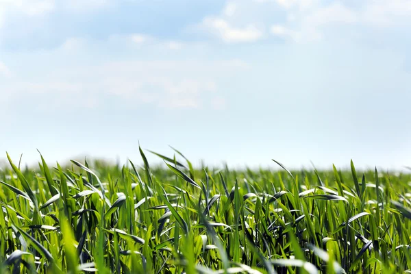 Grünes Frühlingsfeld — Stockfoto