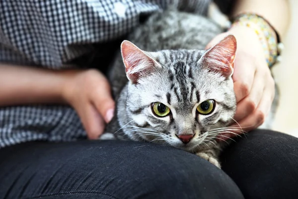 Жінка тримає милий кіт крупним планом — стокове фото
