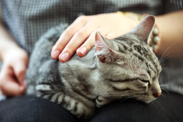 かわいい猫を保持している女性をクローズ アップ — ストック写真