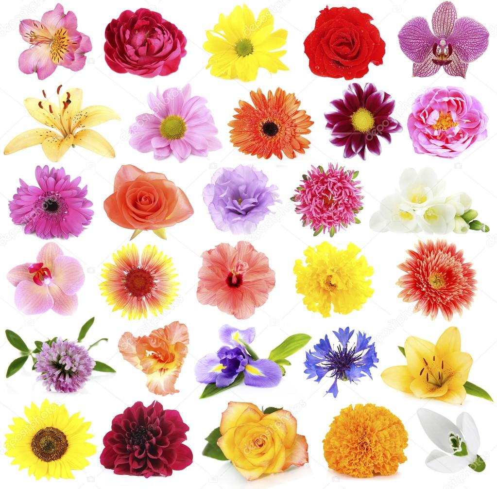 Beautiful flowers collage — Stock Photo © belchonock 74440117