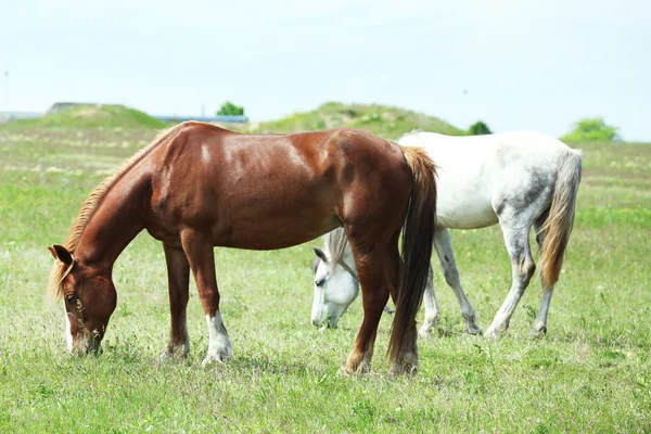 Zwei schöne Pferde auf der Weide, Nahaufnahme — Stockfoto