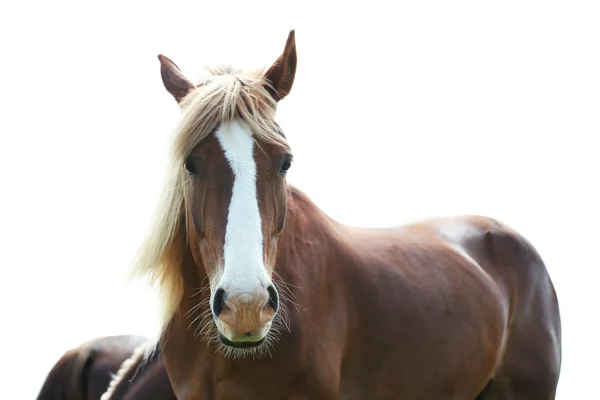 Porträt eines schönen braunen Pferdes, im Freien — Stockfoto