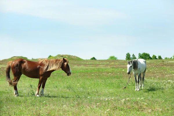 Zwei schöne Pferde grasen auf der Weide — Stockfoto