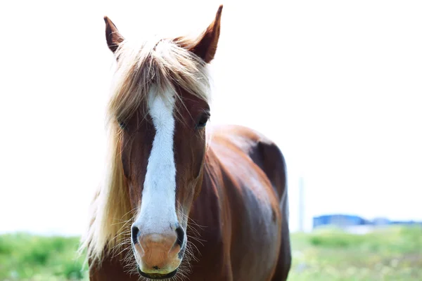 Schönes braunes Pferd weidet auf der Weide — Stockfoto