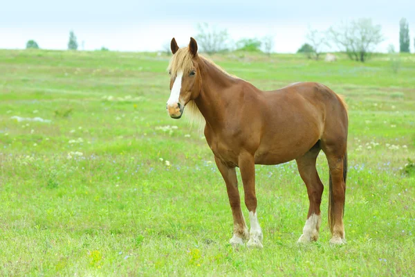 Vackra bruna häst som betar på ängen — Stockfoto