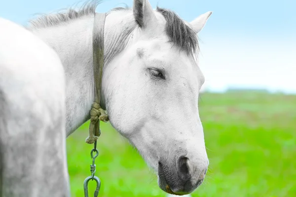 Hermoso caballo blanco pastando en el prado — Foto de Stock