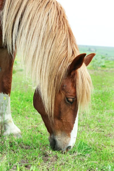 Vackra bruna häst som betar på ängen — Stockfoto