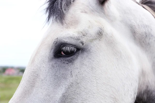 Detailní záběr oka bílého koně — Stock fotografie