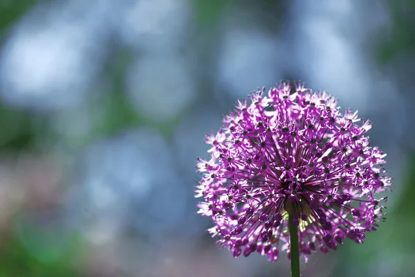Фіолетова квітка на розмитому фоні — стокове фото