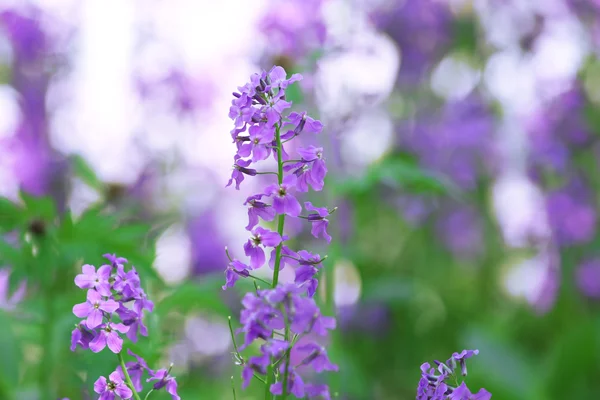 Close-up van paarse wilde bloemen — Stockfoto
