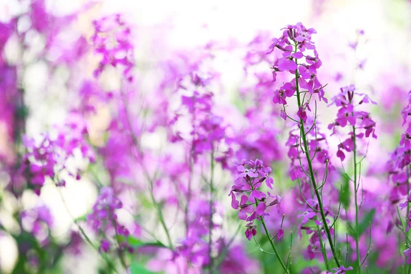 Primer plano de flores silvestres púrpuras — Foto de Stock