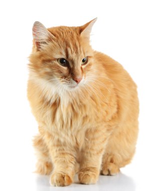 Kırmızı kedi beyaz arkaplanda izole edildi