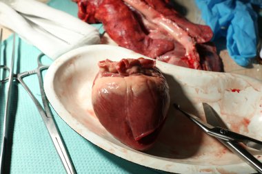 kalp organ içinde tablo, closeup araçlarıyla tıbbi metal tepsi