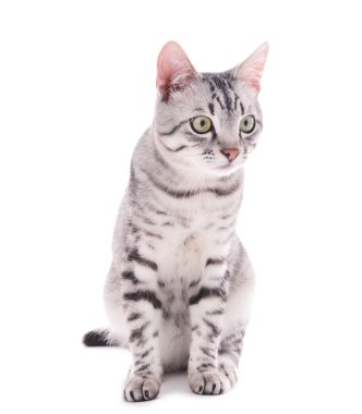 Güzel kedi bembeyaz