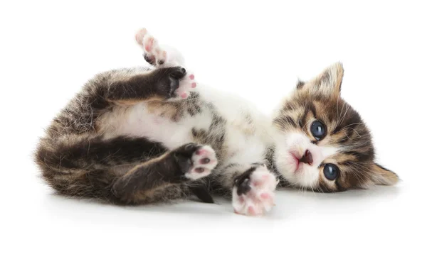 Gatinho bonito, isolado em branco — Fotografia de Stock