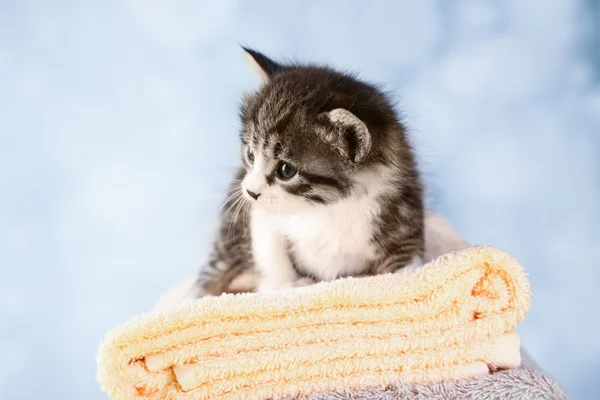 Cute little kitten on towel, on light background — Stock Photo, Image