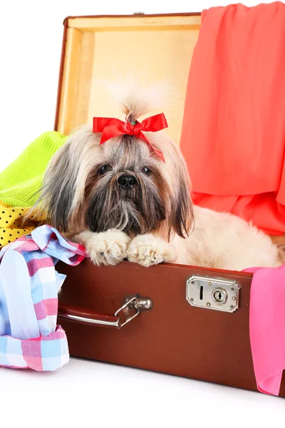 Carino Shih Tzu in valigia con vestiti, primo piano — Foto Stock