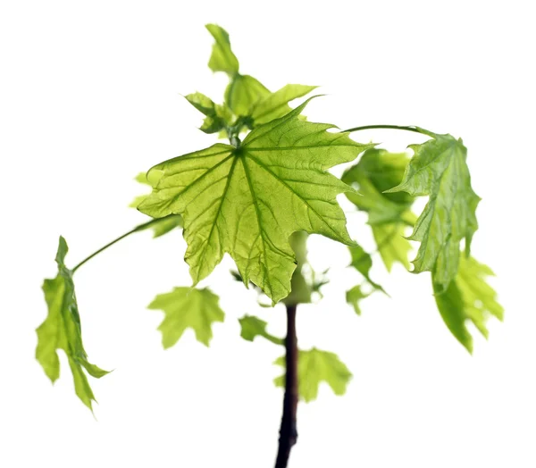 Branche avec feuilles de printemps isolées sur blanc — Photo