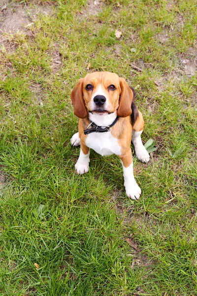 Divertido lindo perro en el parque — Foto de Stock